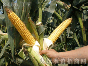 大爱-潞玉13玉米种子